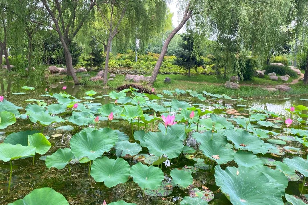 郑州荷花欣赏地点推荐,郑州赏荷最佳地点
