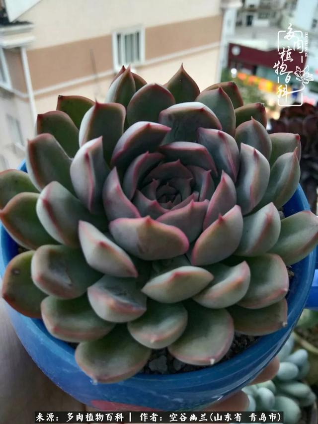 多肉最美的时光,多肉惊艳我的时光