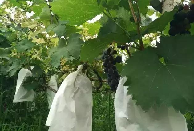 洛阳葡萄采摘最佳地点,最新洛阳附近可以采摘桃子的果园