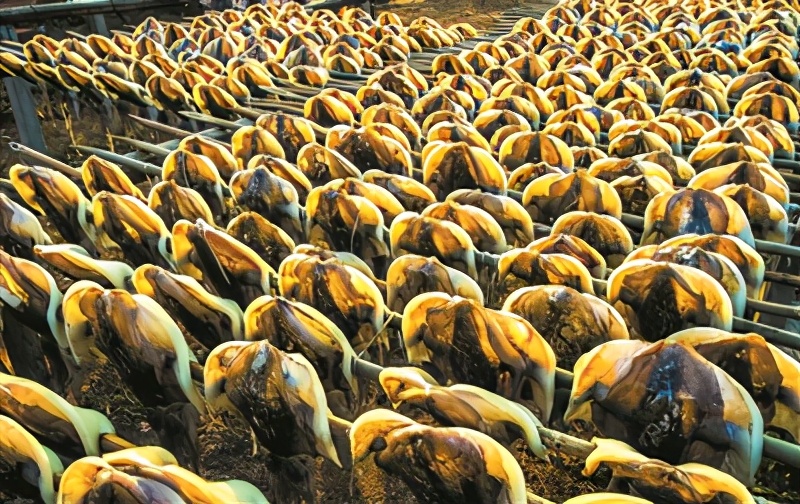 东山岛淡晒墨鱼干,海南特产淡晒墨鱼干