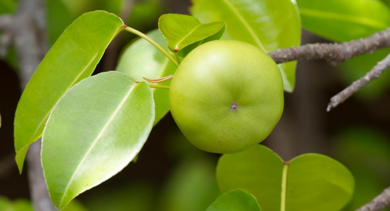 一个“小苹果”竟然能够毒死很多人，就连树下躲雨都能中毒