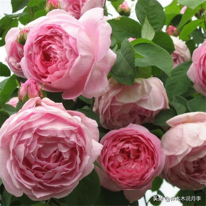 网购月季应该怎么种植？月季移栽后出现黄叶、枯萎是什么原因呢？