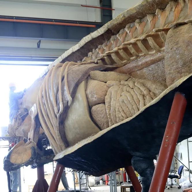 大连座头鲸标本,大连标本制作工厂