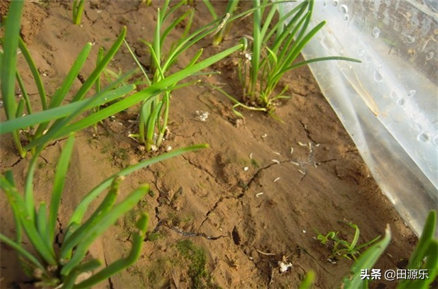 种植韭菜之前防治韭蛆的好方法,韭蛆病虫害防治方案