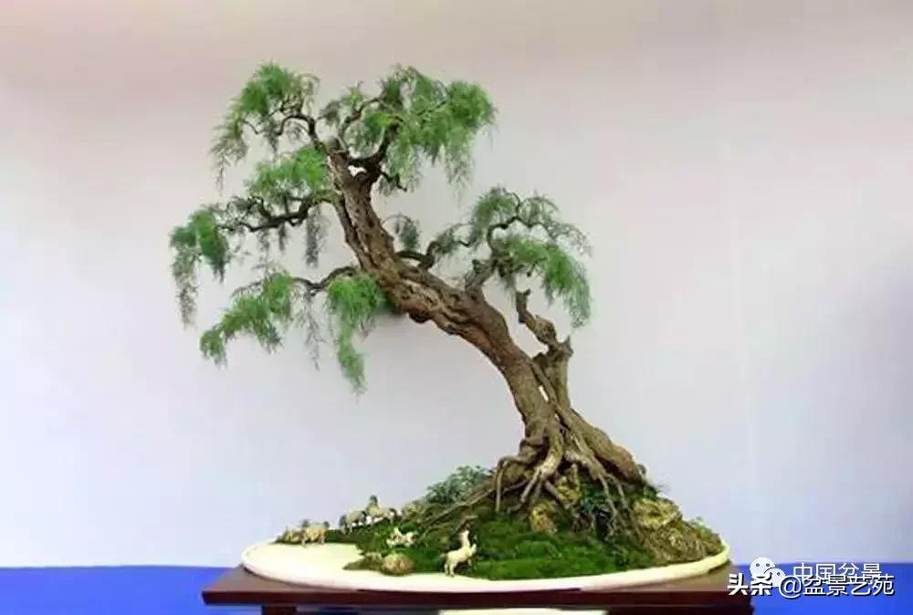 天生好养的36种盆景植物,什么植物盆景适合屋内养