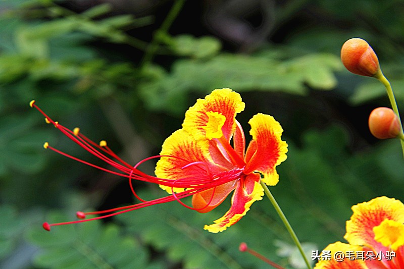 世界各国的国花是什么,各个国家的国花和寓意介绍