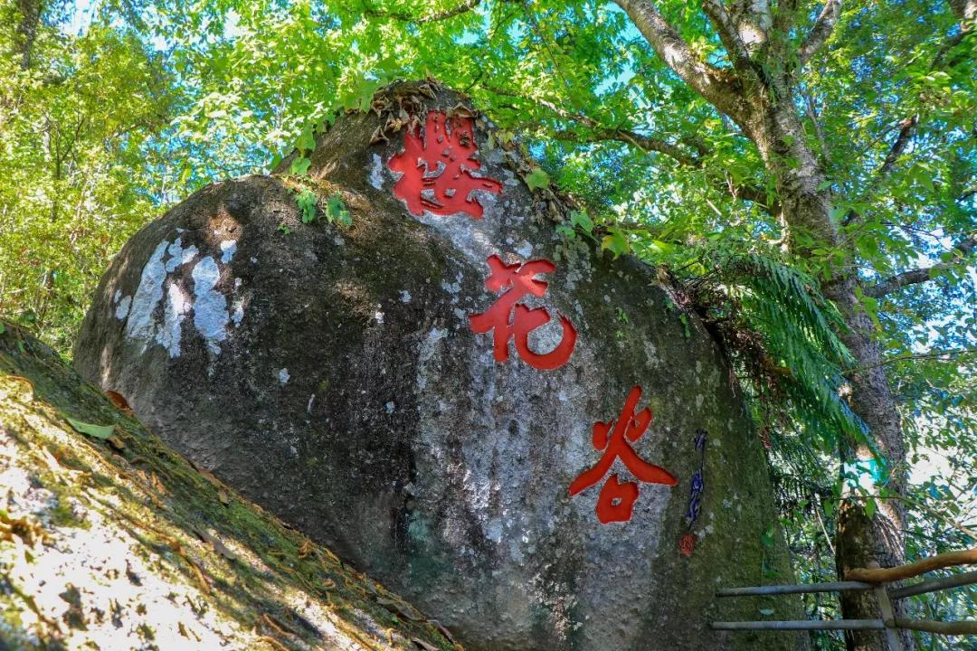 慢游腾冲樱花谷，把冬天过得浪漫一点