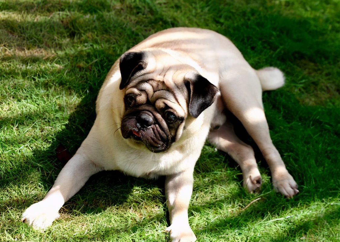 巴哥犬和什么一起养好,巴哥犬怎么养才能养好