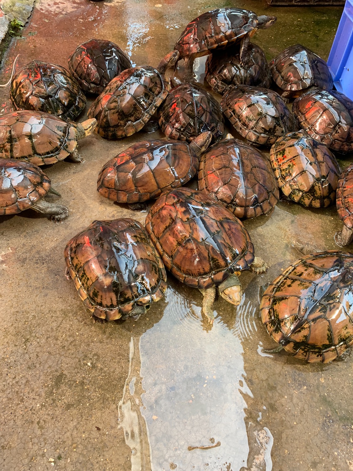 越南石金钱龟龟苗价格表,石金钱龟龟苗能深水养吗