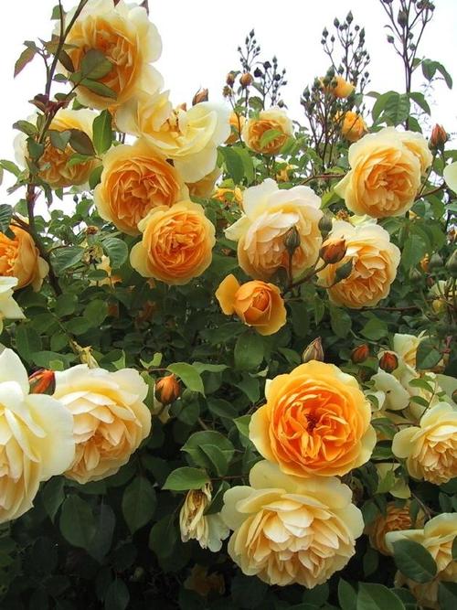 院子围墙边可以种植藤本月季吗,一面墙种两棵藤本月季可以吗