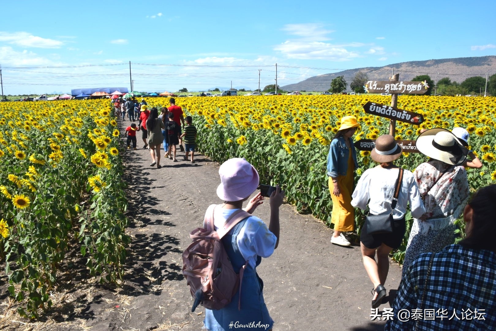12月赏油菜花,12月相约