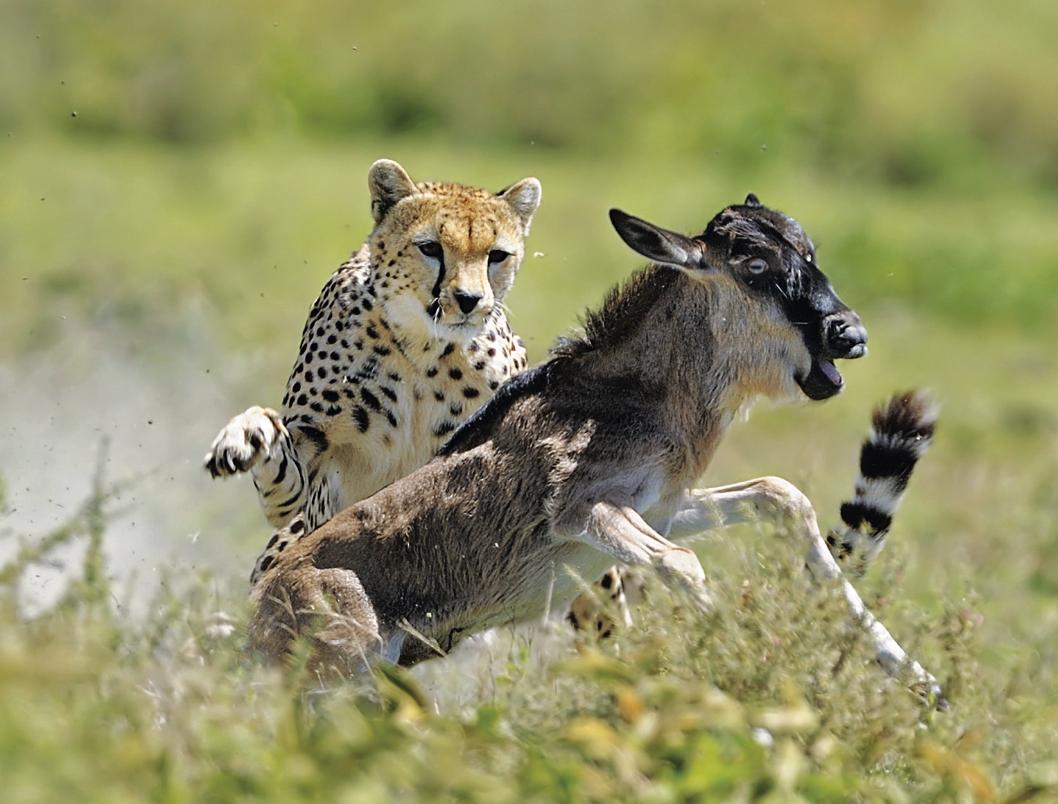 哪种猫最粘人最好养,哪种猫最温顺最粘人还比较便宜