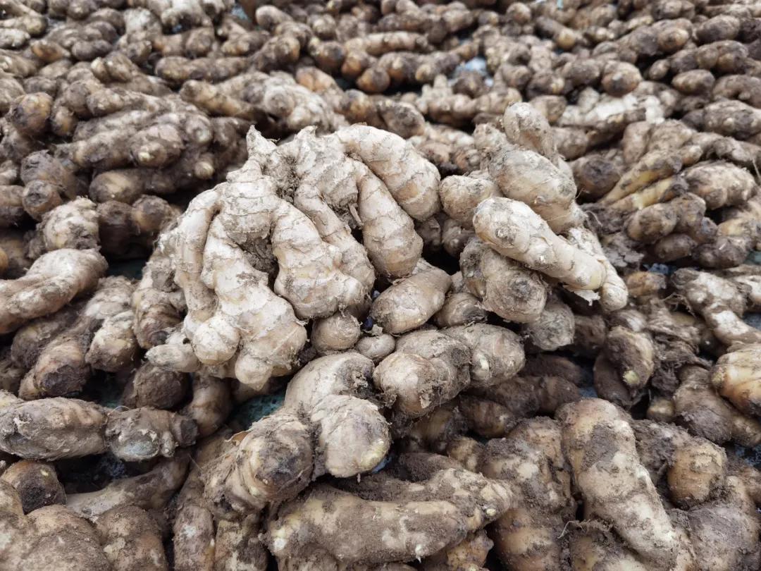 每亩净收益8万以上,每亩利润