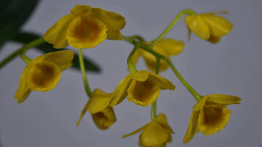 边睡觉边治疗、深山里的龙血树、形态各异的石斛，在这种独特的傣医药文化里还有更多的秘密