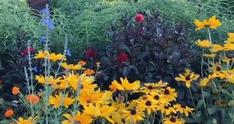 她72岁，画了50多年的画，花儿在她笔下都有了个性