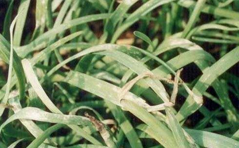 迟眼蕈蚊如何消灭,迟眼蕈蚊的发生与防治