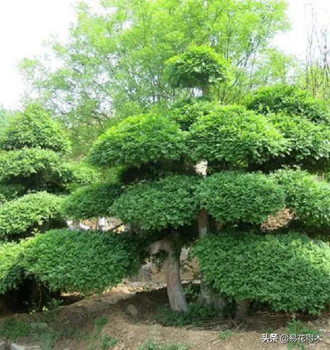 盆景制作技法与鉴赏教案,盆景制作与欣赏文章