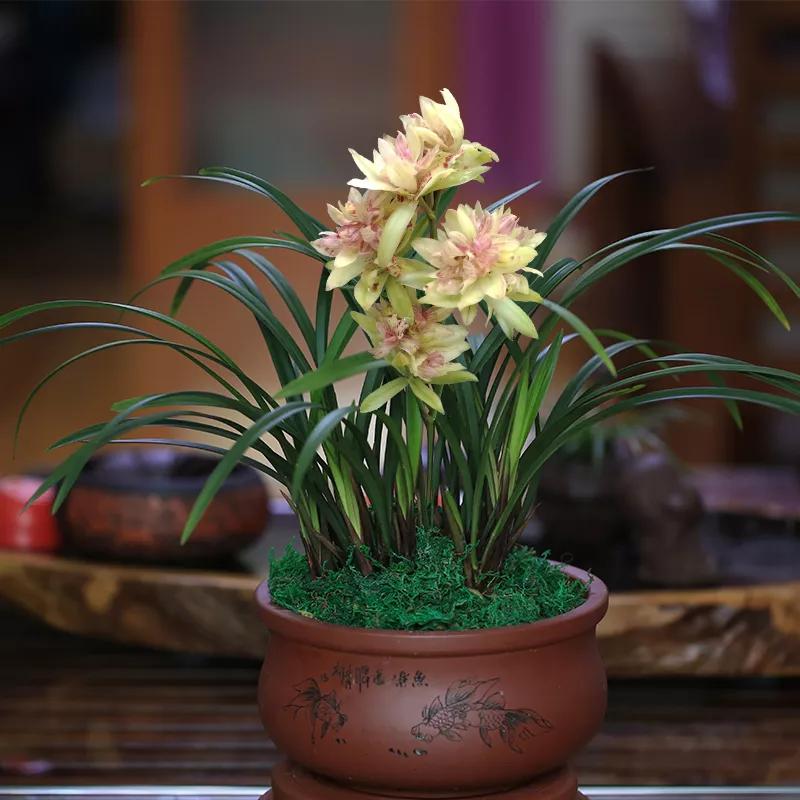 多季开花浓香的兰花品种有哪些,四季开花又香的兰花排名