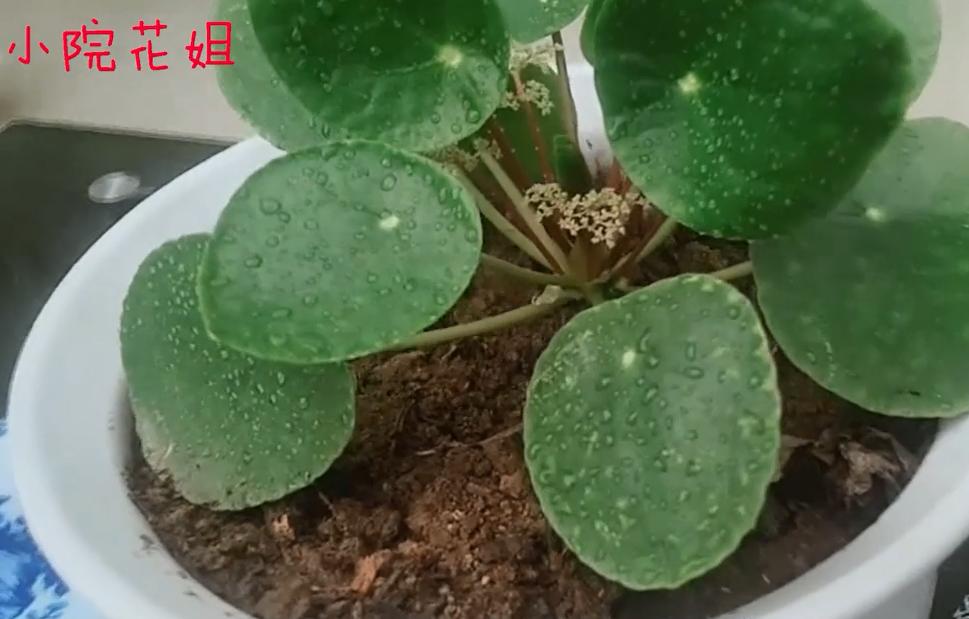 镜面草黄叶了该怎么办,镜面草叶子发黄打蔫怎么回事