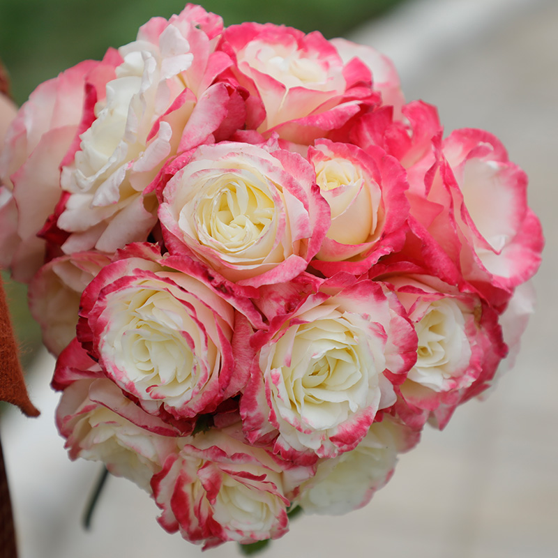 惠惠的红丝绒月季,惠惠月季