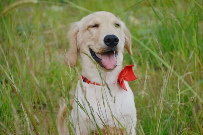 金毛最近不怎么吃饭但是有精神,金毛刚到家不活泼精神差正常吗