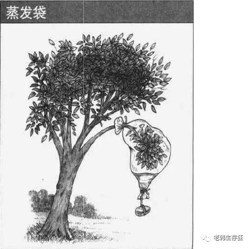 沙漠求生取水技巧,生存狂逃生技巧