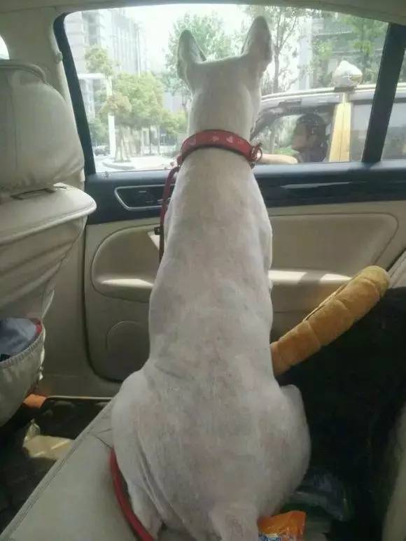 给萨摩耶犬剃毛,给萨摩耶剃毛怎么才能让它不动