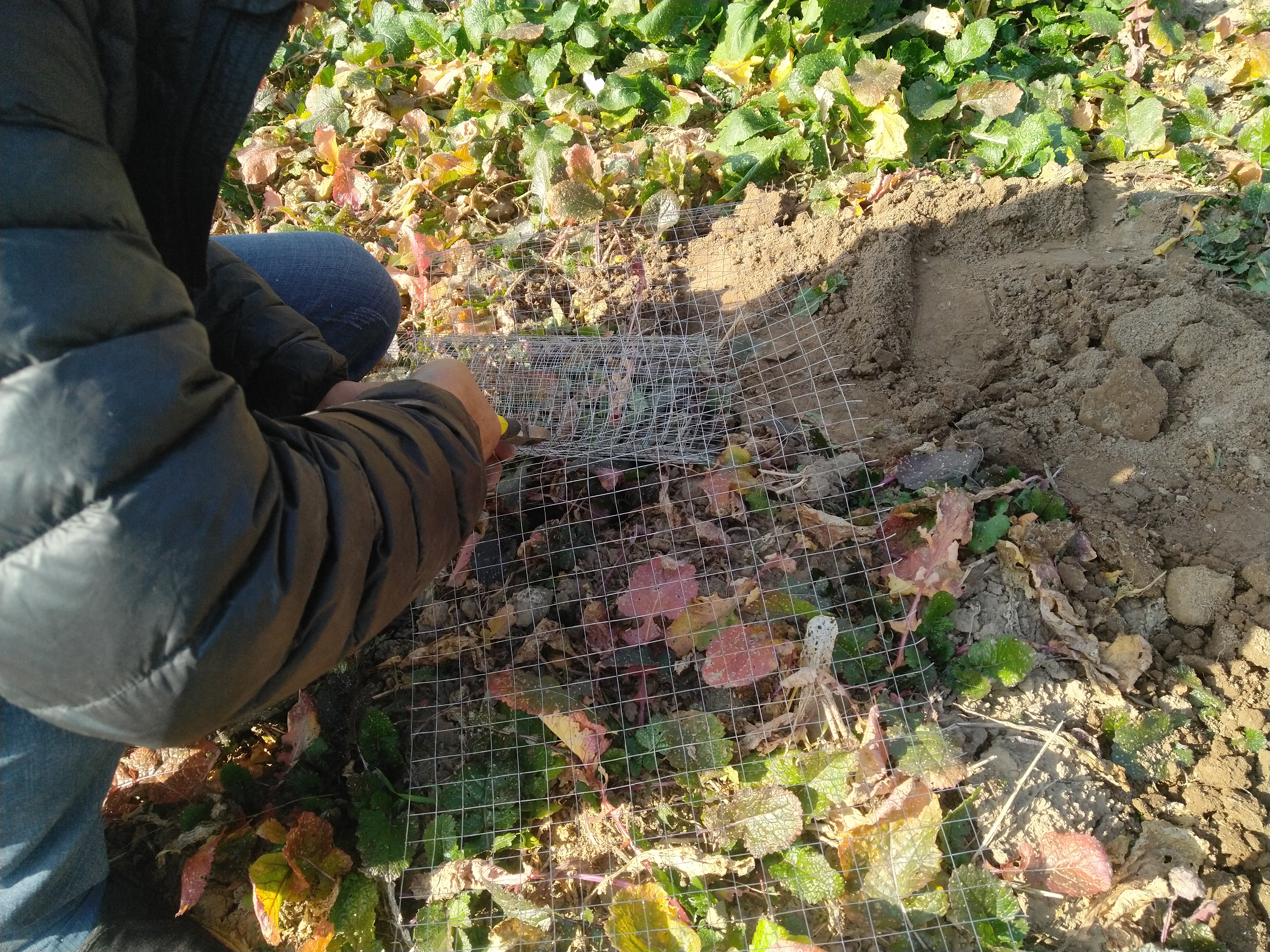 帮村里邻居栽苹果树,挖开土放个铁丝网,果然科学