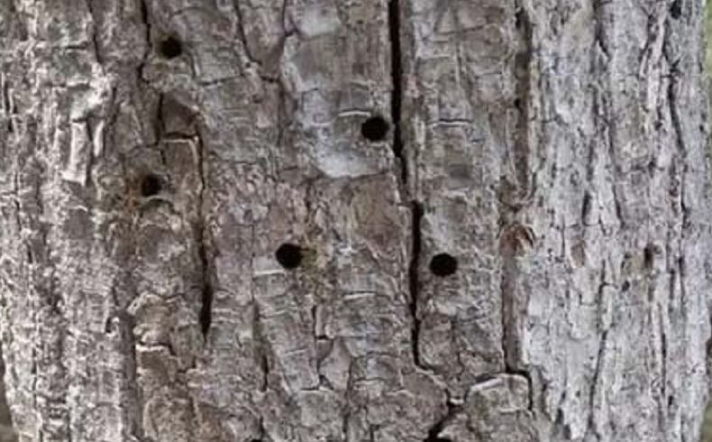 蛀干类害虫数据处理方式,树干小蠹虫如何防治