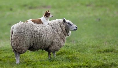 无性生殖到有性生殖的进化,无性生殖是怎么进化成有性生殖的