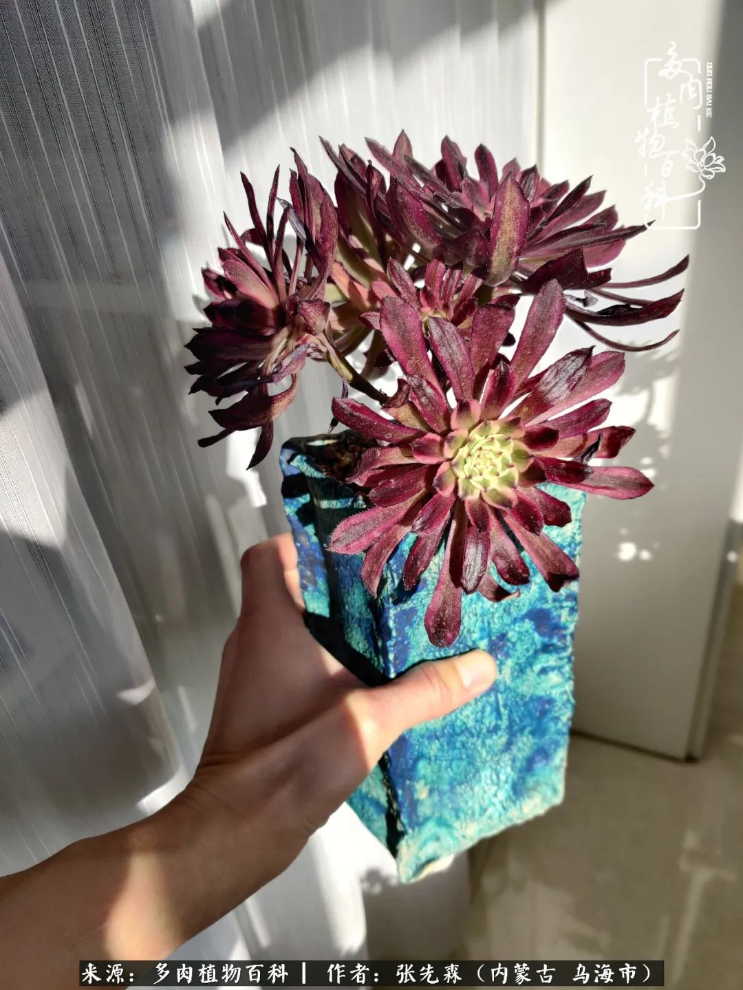 吸取教训，不断探索，英语老师的多肉碎碎念