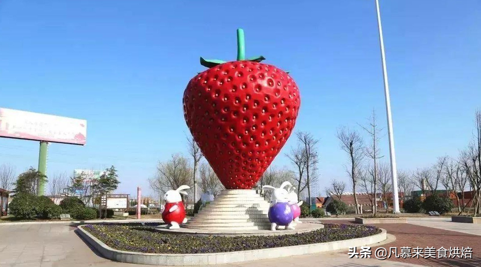 草莓哪个品种最好吃又好种,2018产量最好最大的草莓品种