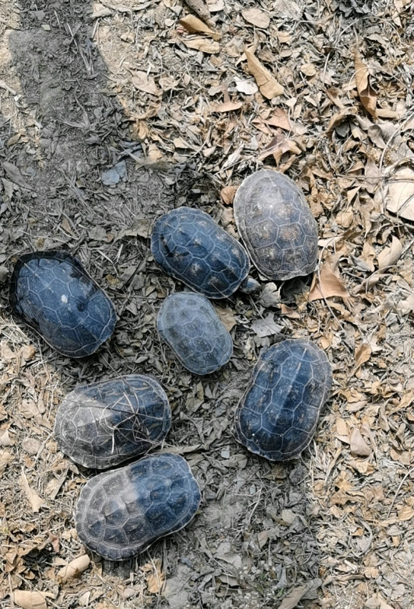 男子山里捡到乌龟养了七年照片,爬山捡到乌龟