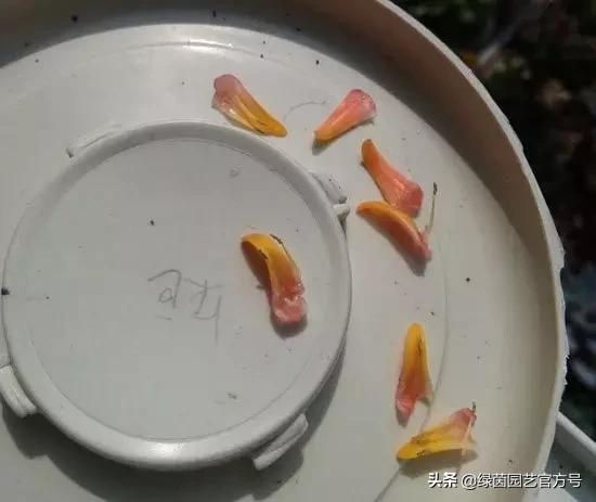 多肉开花怎么办呢,多肉开花的原因和解决方法