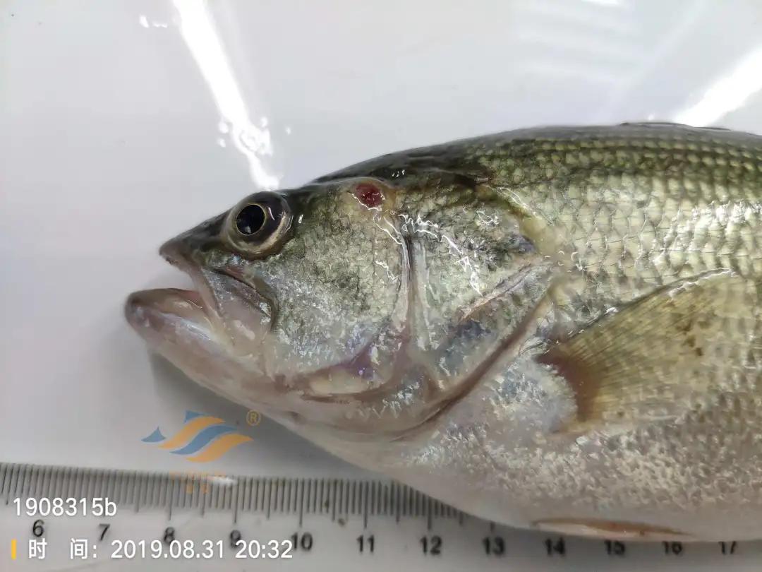 加州鲈常见病害及临床表现,加州鲈黑斑病