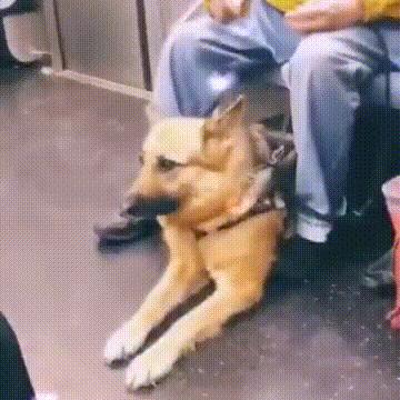 不小心踩到小狗了狗就躲起来了,不小心踩到狗狗然后咬我