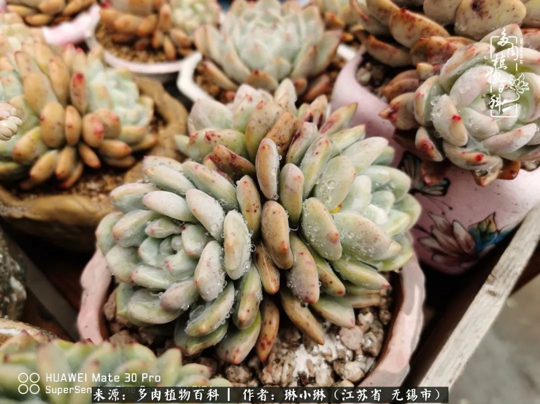 又到多肉变美时，一切都鼓励我积极向前