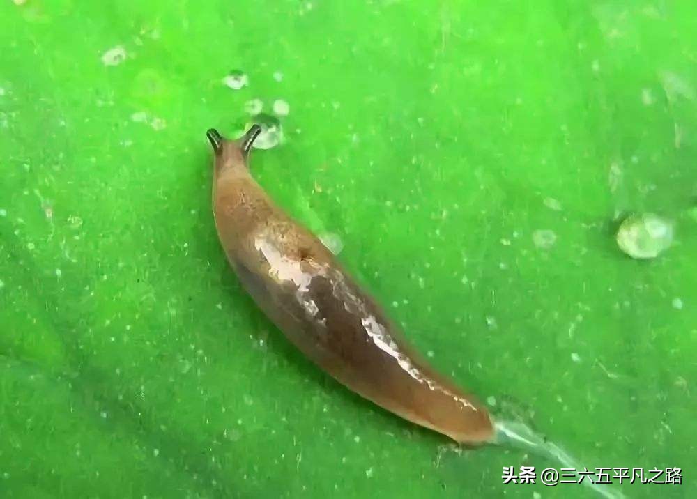 菜园鼻涕虫泛滥，学好这几招，实用方便，蔬菜无公害，快来试一试
