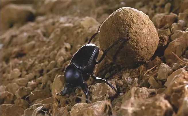 动物为什么会吃掉自己的粪便,动物吃粪便的原因