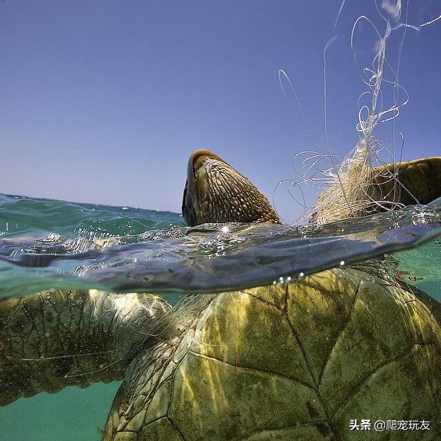 龟溺水会挣扎么,如果乌龟死了又怎么拯救