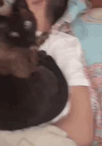 猫咪那些小心思图鉴,坏心眼猫咪合集