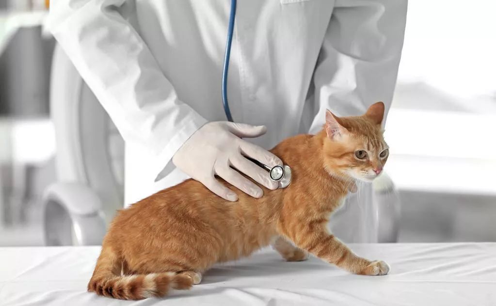 关于EGC身为铲屎官的你知多少？各种皮肤病都可能是EGC！