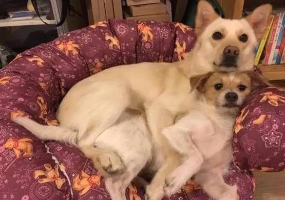 狗子在交配时为什么会被“锁”住，这到底是怎么回事？