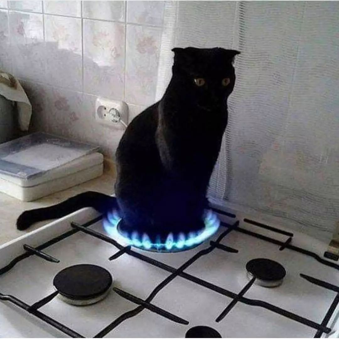 猫是液体的证据找到了吗,猫难道真的是液体吗