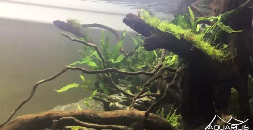 草缸造景教程：这个缸居然能装下一头“犀牛”？