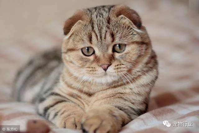 猫的传染病都有哪几种病症,猫咪为什么会传染严重的猫疾病