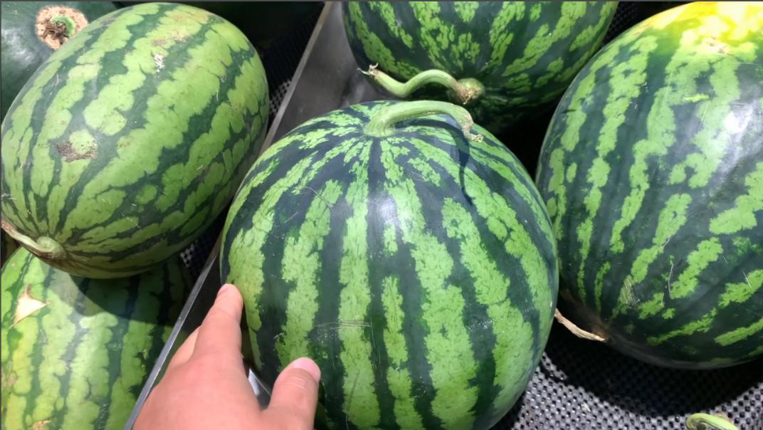 买西瓜的时候不要用手去拍,买西瓜认准这四点保证香甜多汁