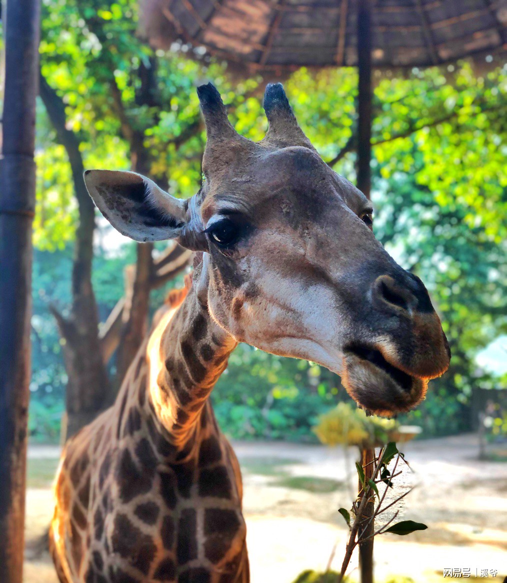 广州长隆游玩超详细亲子游攻略,史上最完整的广州长隆亲子游攻略