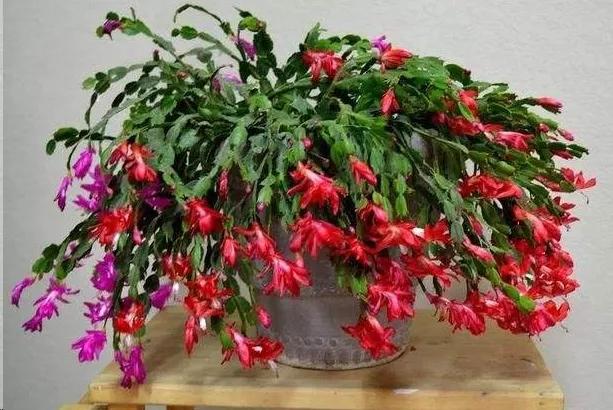 蟹爪兰叶子蔫了缺水怎么补救,蟹爪兰叶片干瘪发软怎么补救