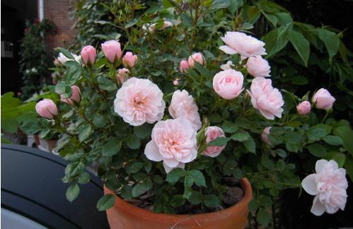 微月“恋人印记”花色非常的多变，一株花上同时出现多种花色